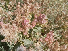 Rumex vesicarius