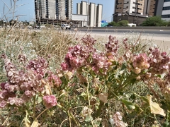 Rumex vesicarius