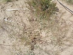Sisymbrium irio