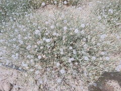 Launaea mucronata