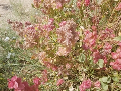 Rumex vesicarius