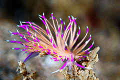 Unidentia aliciae
