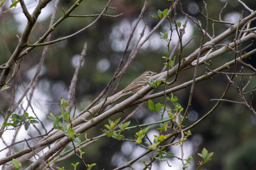 Olive-backed Pipit