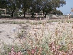 Urospermum picroides