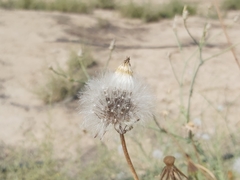 Urospermum picroides