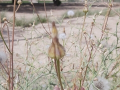 Urospermum picroides
