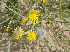 Senecio glaucus