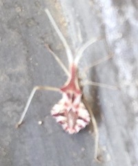 Cercinthus lehmannii