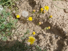 Senecio glaucus