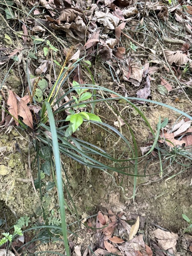 Carex sociata iNat (1)