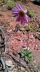 Iostephane heterophylla