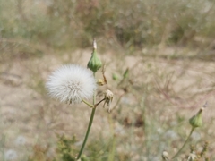 Sonchus oleraceus