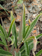 Raphionacme galpinii