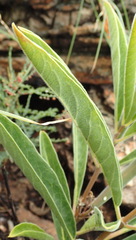 Raphionacme galpinii