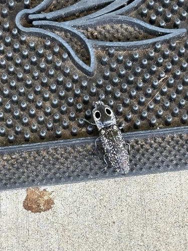 Eastern Eyed Click Beetle