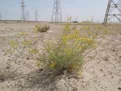Haplophyllum tuberculatum