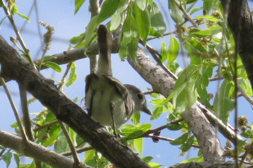 Grey Vireo (Vireo vicinior), photo 4