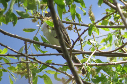 Grey Vireo (Vireo vicinior), photo 5