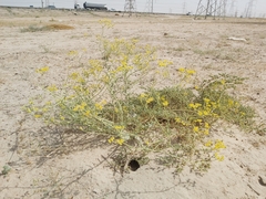 Haplophyllum tuberculatum