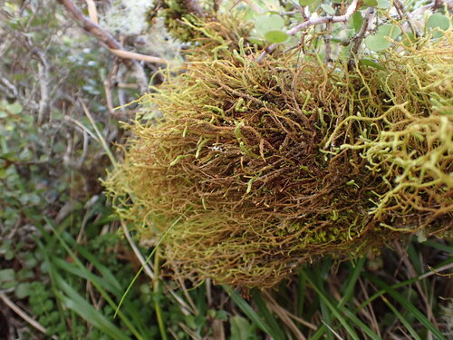 Papillaria flavolimbata observed 2026-02-24