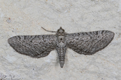 Eupithecia zygadeniata