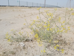 Haplophyllum tuberculatum