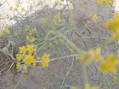 Haplophyllum tuberculatum