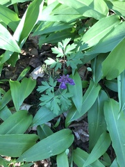 Corydalis solida