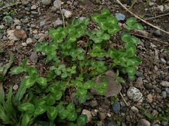 Trifolium pratense