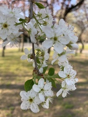 Prunus