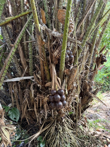 Salacca zalacca, 2026-05-12