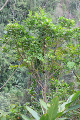 Dichaetanthera