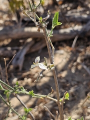 Carlowrightia arizonica