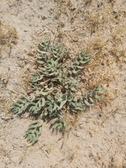 Haplophyllum tuberculatum
