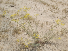 Haplophyllum tuberculatum