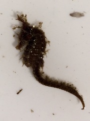 Hippocampus zosterae