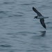 Petrel de Galápagos - Photo (c) Vince Smith, algunos derechos reservados (CC BY-NC-SA)