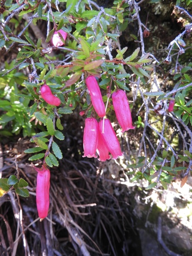Prionotes cerinthoides observed 2026-05-13