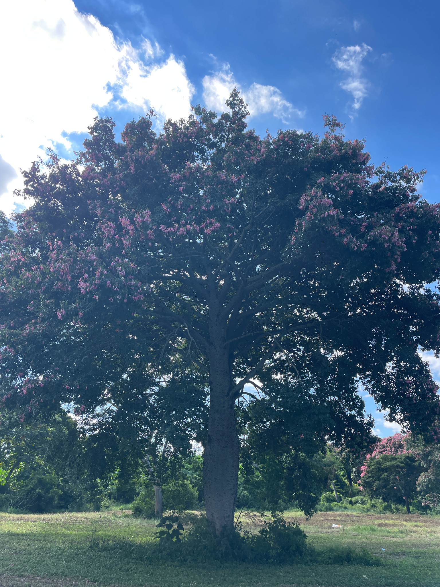Ceiba camba Drawert, A.A.Angulo & Catari 2