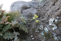 Crematogaster alluaudi