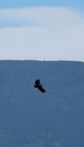 California Condor observed by spikelavender