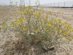 Haplophyllum tuberculatum