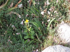 Packera werneriifolia