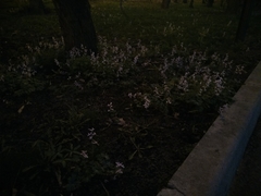 Corydalis glaucescens