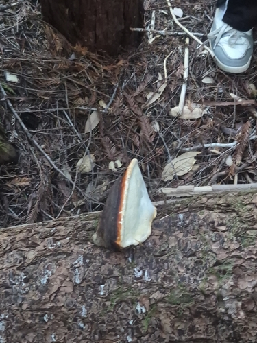 iNaturalist observation photo of Mushrooms, Bracket Fungi, Puffballs, and Allies