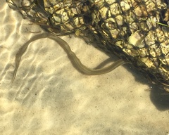 Anguilla rostrata