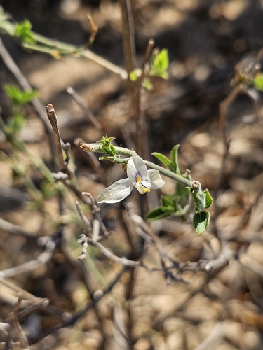 Carlowrightia arizonica, photograph 2