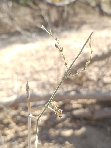 Carlowrightia arizonica, photograph 3