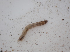 Dicranota