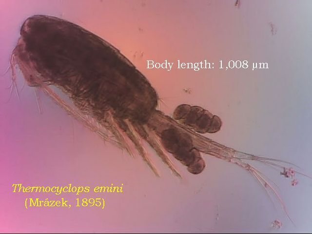 Thermocyclops emini
